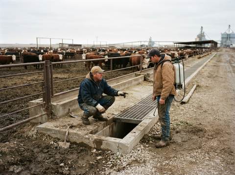 Cattle Feedlot Produces 1.2 Million MMBtu of Natural Gas